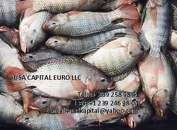 рыба и морепродукты от USA CAPITAL EURO LLC
