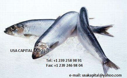рыба и морепродукты от USA CAPITAL EURO LLC
